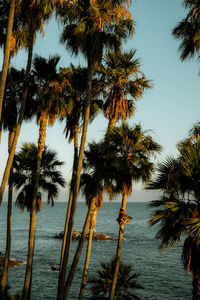 Palm trees by sea against sky