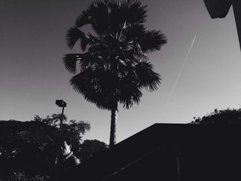 Low angle view of palm trees