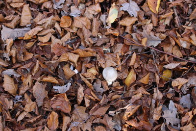 Full frame shot of dried autumn leaves