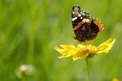 Close-up of butterfly pollinating on yellow flower