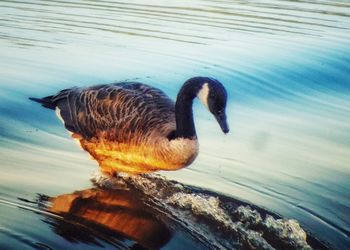 High angle view of duck swimming on lake