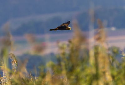 Eurasian or western marsh harrier, circus aeruginosus, flying, neuchatel lake, switzerland