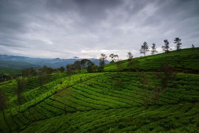 Scenic view of agricultural field against cloudy sky