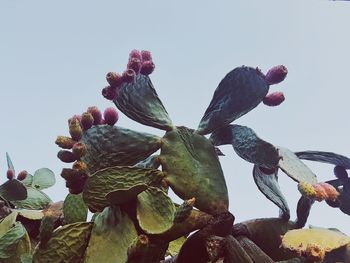 Low angle view of plant against clear sky