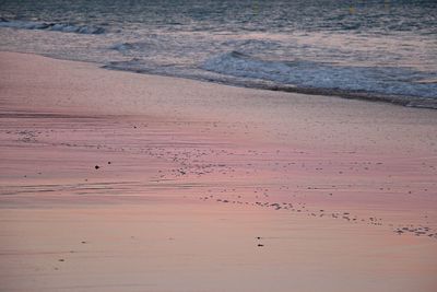 High angle view of birds on beach