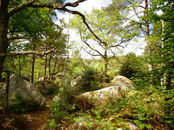 Scenic view of green forest