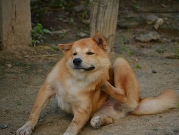 Portrait of dog sitting on land