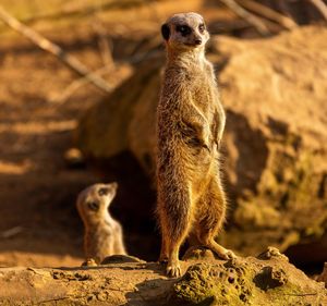 Meerkats at zoo