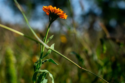 Close-up of flowering plant on field