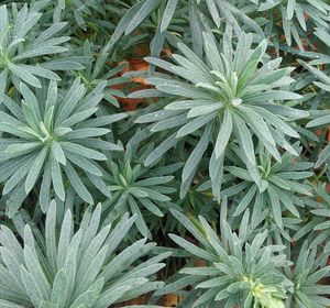 Full frame shot of leaves