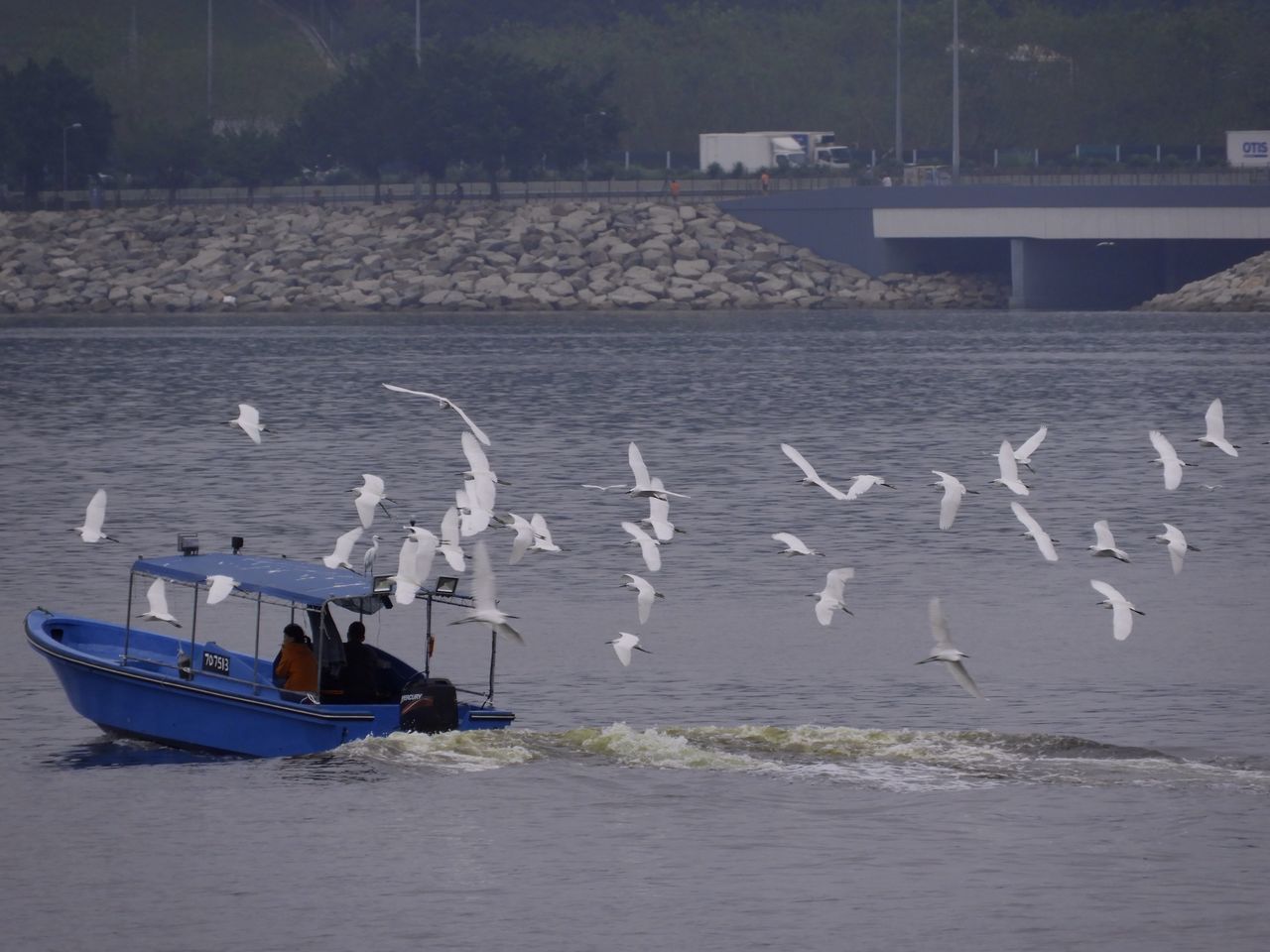 VIEW OF SEAGULLS ON SEA