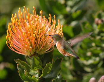 Close-up of bird perching on flower