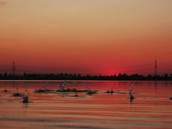 View of birds on shore against orange sky