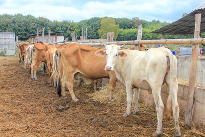 Cows standing in ranch