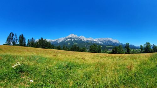 Scenic view of field against clear blue sky