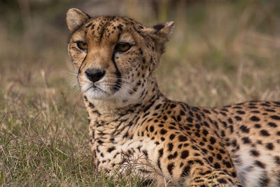 Close-up of cheetah relaxing on field