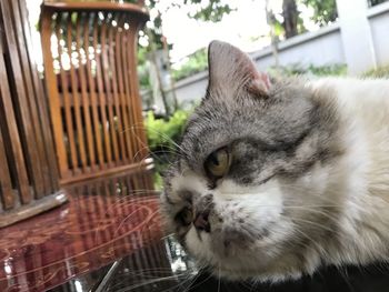 Close-up of a cat on chair