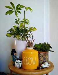 Close-up of potted plant on table against wall at home