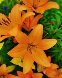 Close-up of wet orange flowering plant