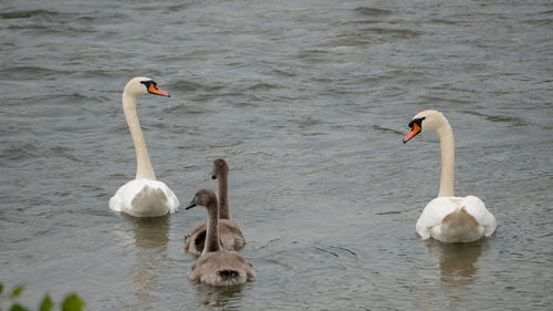 Swans swimming in lake