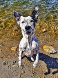 Portrait of dog on beach