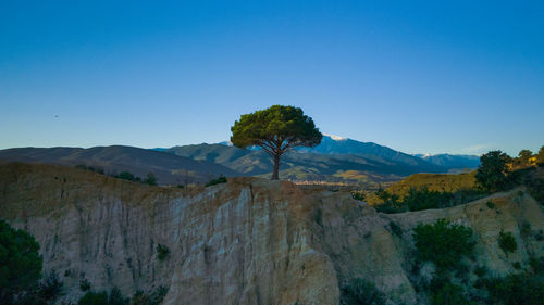 Pine tree on the top