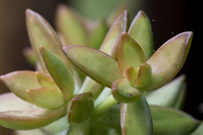 Close-up of succulent plant