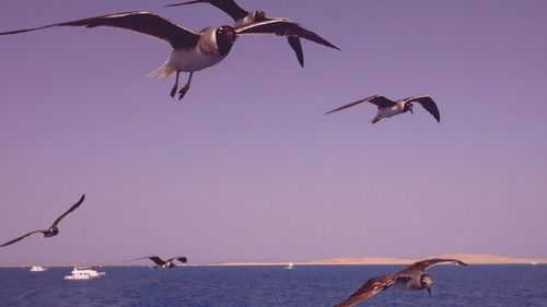 Black-headed gulls flying over sea against clear sky