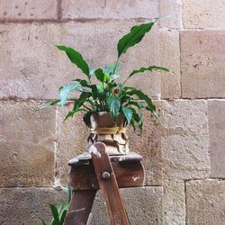 Close-up of plant against brick wall