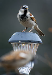 Close-up of bird perching on feeder