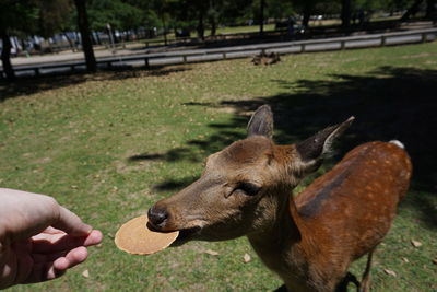 Close-up of a hand feeding