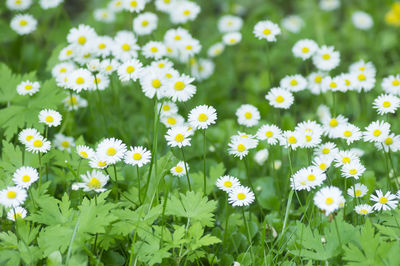 Close-up of yellow flowering plant in field