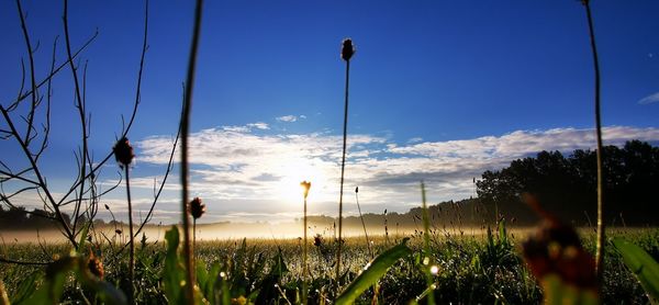 Plants growing on field against sky during sunset