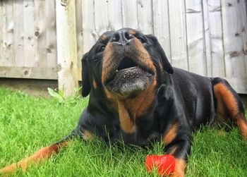 Close-up portrait of dog sitting on grass