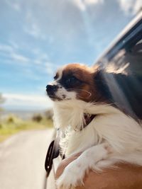 Close-up of a dog looking away