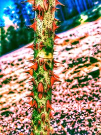 Close-up of tree trunk