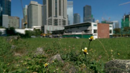 Plants growing in city against clear sky