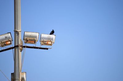 Low angle view of a bird against clear sky