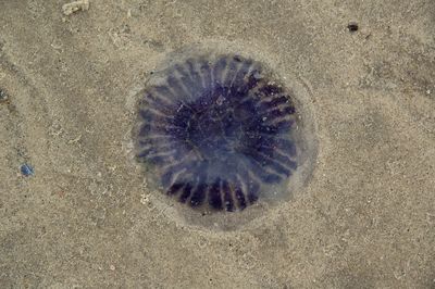 Close-up of jellyfish on sand