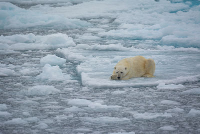 High angle view of polar bear on frozen sea