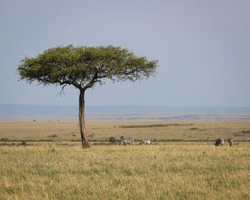 View of tree on field against sky