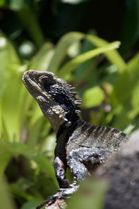 Close-up of iguana on stone amidst plants