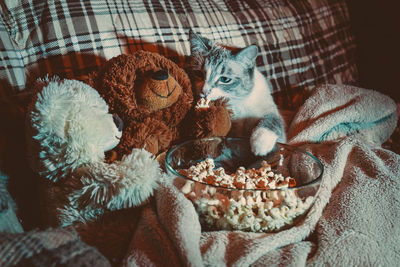 High angle view of cat with toy