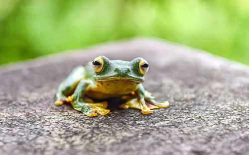 Close-up of frog