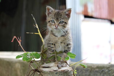 Portrait of cat sitting outdoors