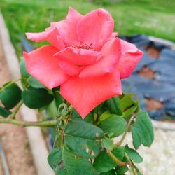 Close-up of pink rose blooming outdoors