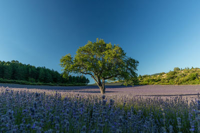 Scenic view of lavender field against clear blue sky