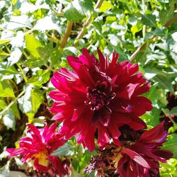 Close-up of flowers blooming outdoors