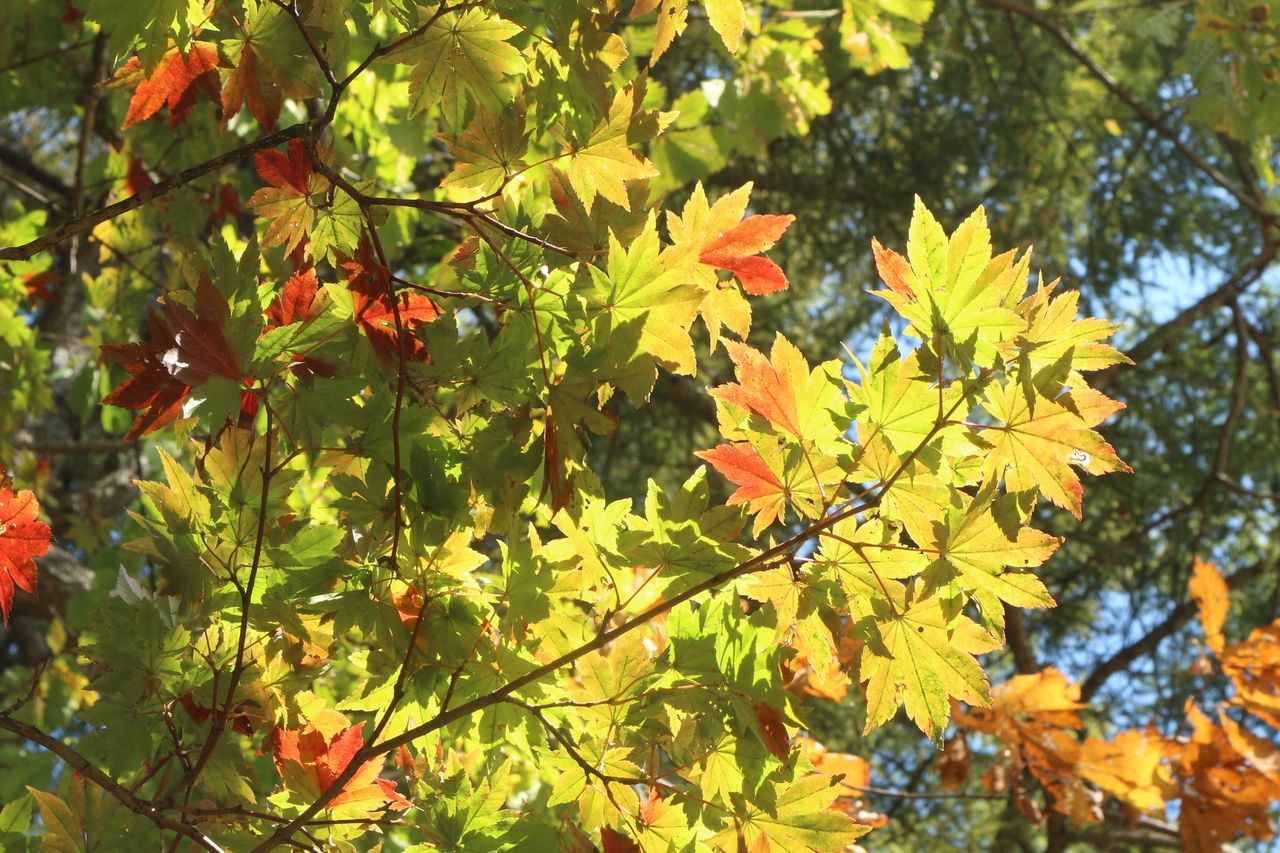 plant, tree, leaf, plant part, growth, beauty in nature, autumn, nature, maple, branch, day, low angle view, no people, yellow, outdoors, tranquility, sunlight, green, orange color, maple leaf, freshness, flower, shrub, maple tree, close-up