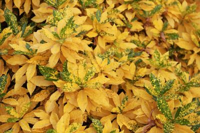 Full frame shot of autumnal leaves